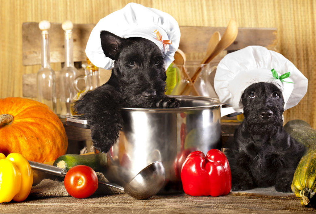 pumpkin dog treat recipes