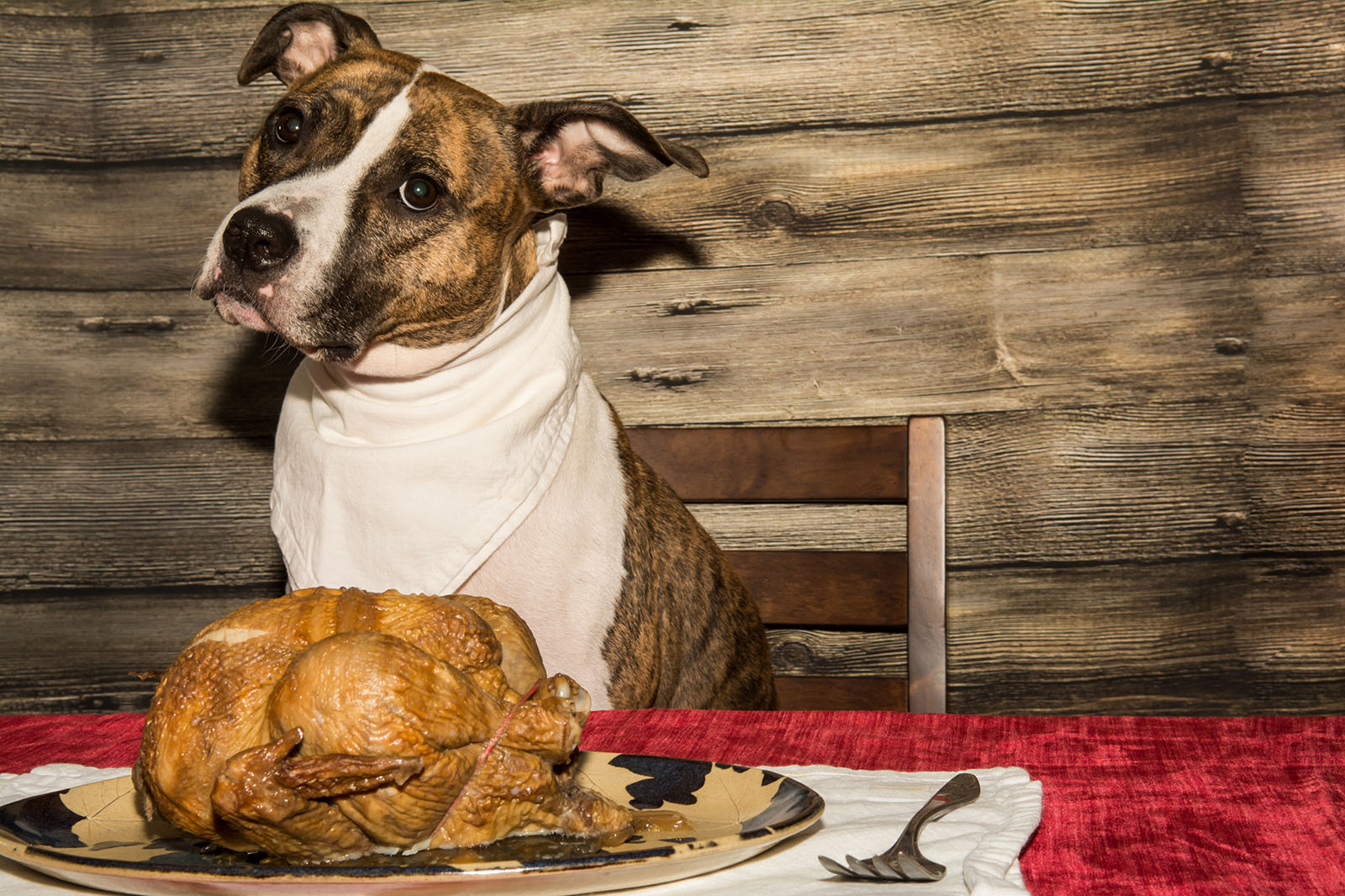 thanksgiving dinner for dogs