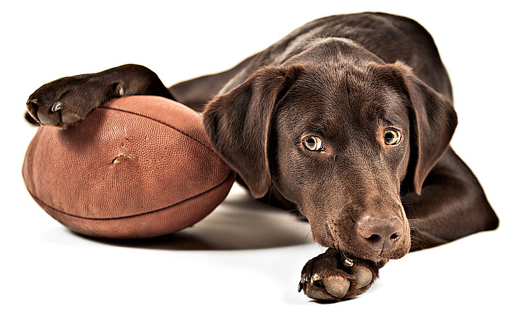 Super Bowl Commercials with Dogs – 2014-2016