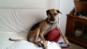 Brown and black dog sitting casually on a white sofa, leaning on a red pillow.
