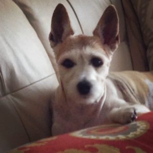 Cute dog relaxing on a patterned cushion on a couch.