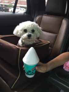 doggy snow cone