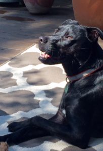 Black dog lounging on patterned rug in sunlight, wearing a red collar.