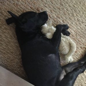 Black dog cuddling a stuffed toy on a woven rug.