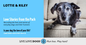 Gray dog lying on the couch with an invitation to share stories for Love Stories from the Pack.