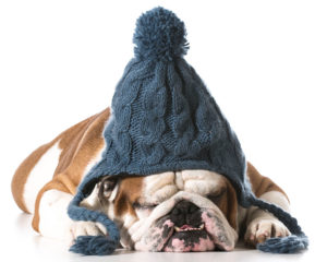 dog wearing winter hat