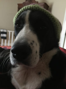 Black and white dog wearing a green knitted beanie indoors.
