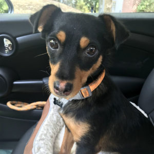 Cute black and brown dog in car wearing orange collar.